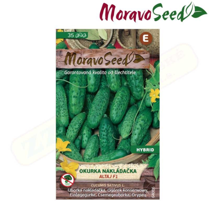 MORAVOSEED Okurka nakládačka hruboostná ALTAJ F1 - hybrid 64006