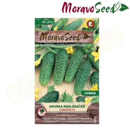 MORAVOSEED Okurka nakládačka hruboostná CORVETA F1 - hybrid 64009