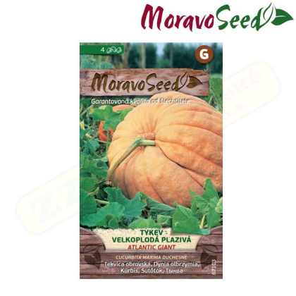 MORAVOSEED Tykev velkoplodá plazivá ATLANTIC GIANT 67103