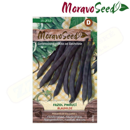 MORAVOSEED Fazol pnoucí BLAUHILDE, fialový 68350