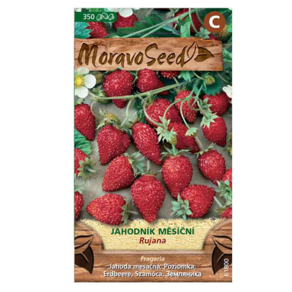 MORAVOSEED Jahodník měsíční RUJANA 61800