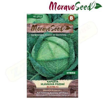 MORAVOSEED Kapusta hlávková pozdní BLISTRA F1 - hybrid 62057