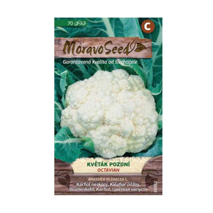 MORAVOSEED Květák pozdní OCTAVIAN 62852